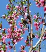 Prunus persica 'nectarina' -- Nektarinenbaum